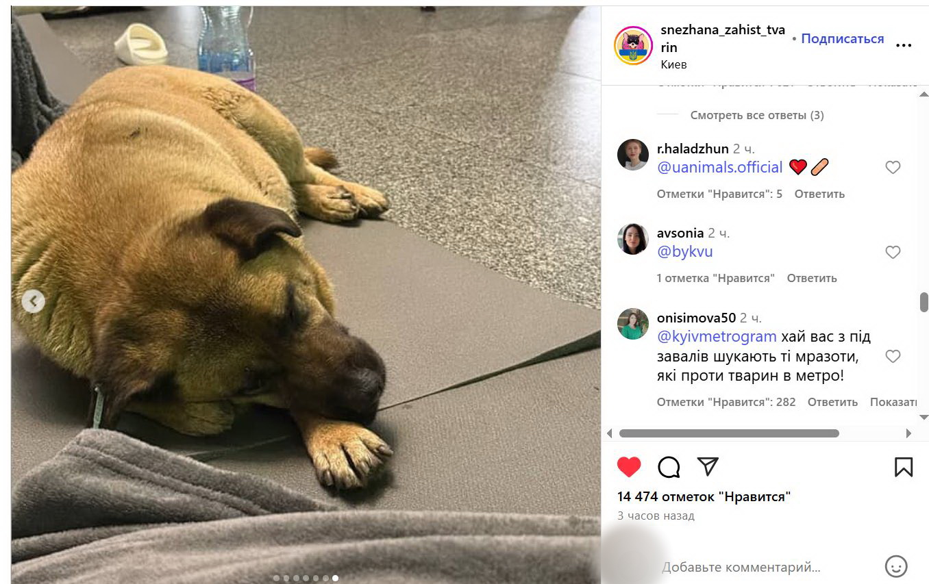 Київський метрополітен прогнав відомого пса Мішу, який ховався від обстрілів під землею — фото 5