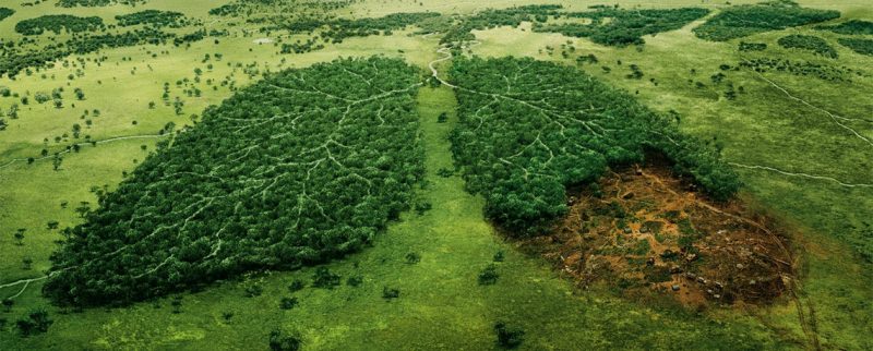 Почему деревья важны для окружающей среды: 6 глобальных причин — фото 5
