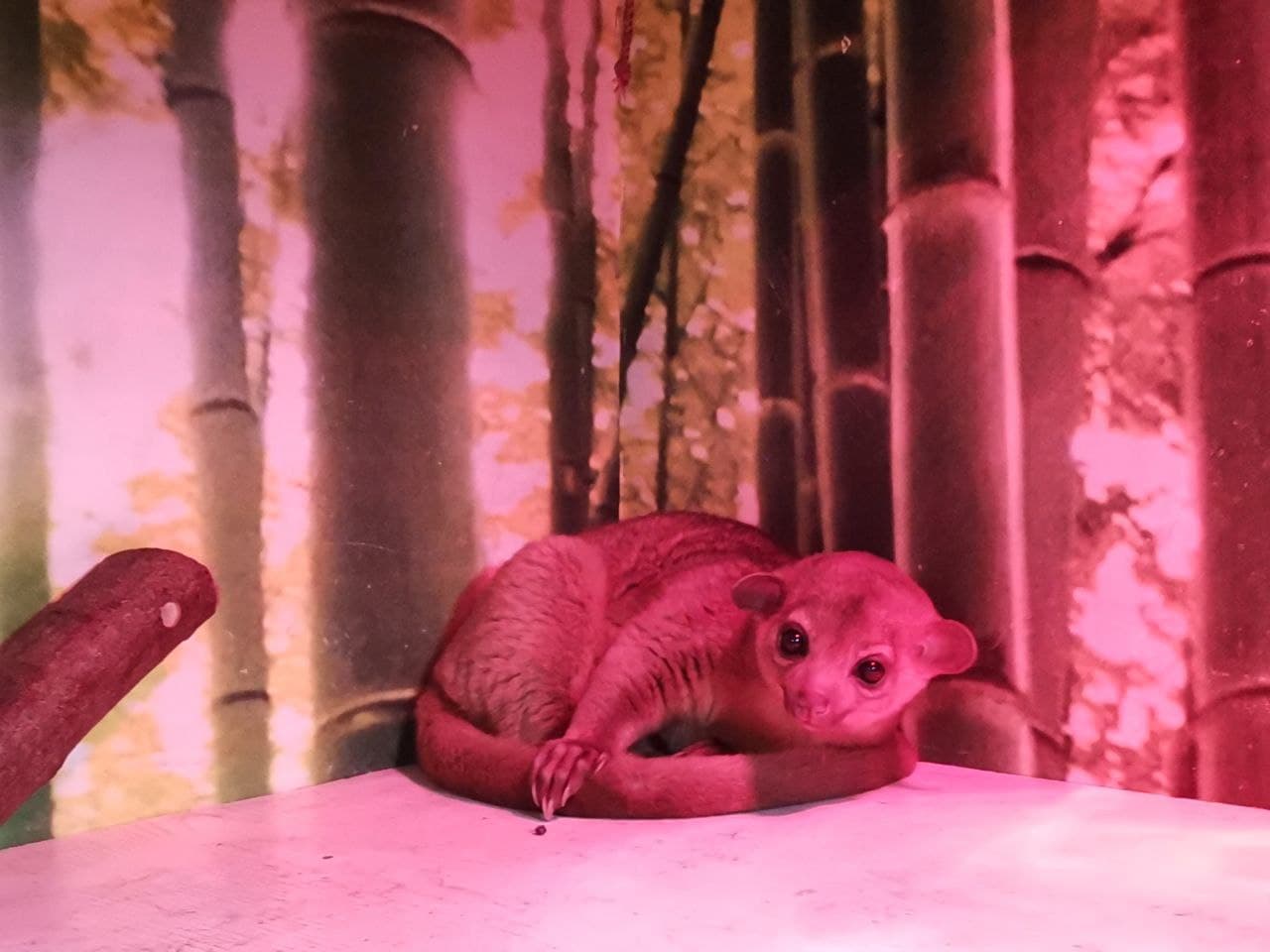 Вперше в зоопарках Києва - милі кінжаку оселилися в DREAM TOWN — фото
