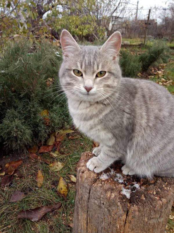 В Україні знайшли кота, який вміє посміхатися, - ФОТО — фото