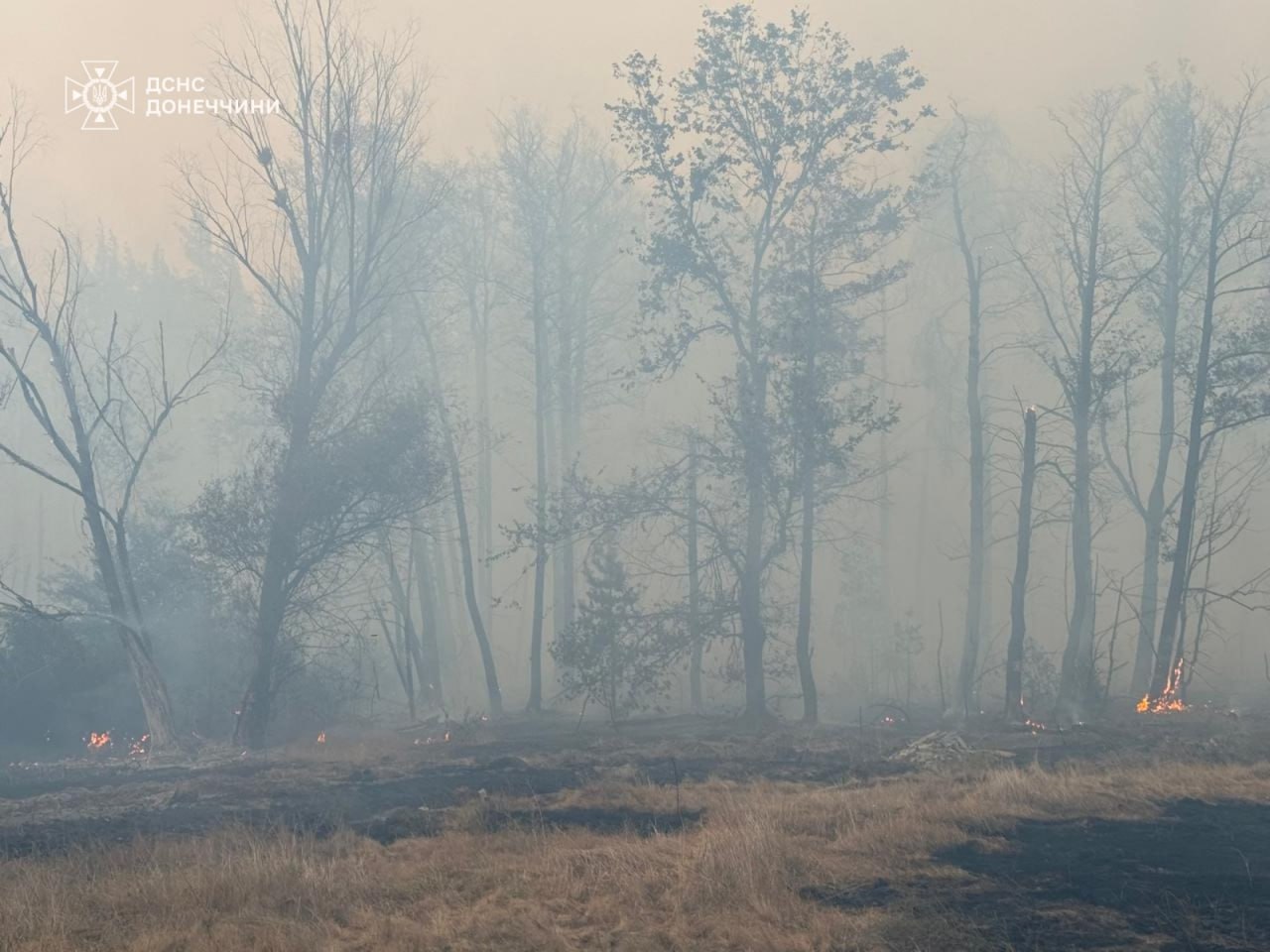 На Харківщині розбушувалася потужна лісова пожежа: евакуйовано сотні людей — фото 3