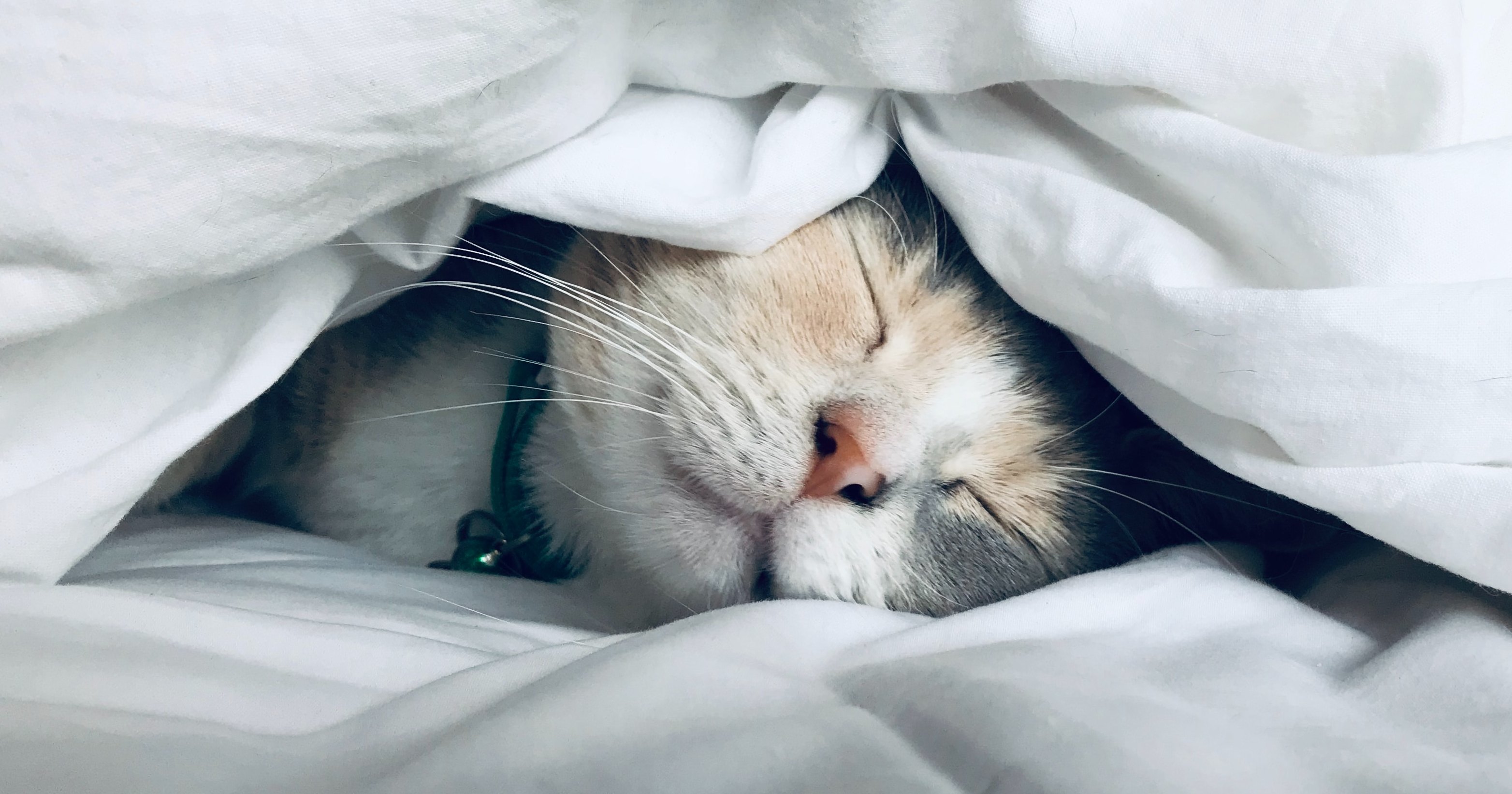 Котейкины сны
