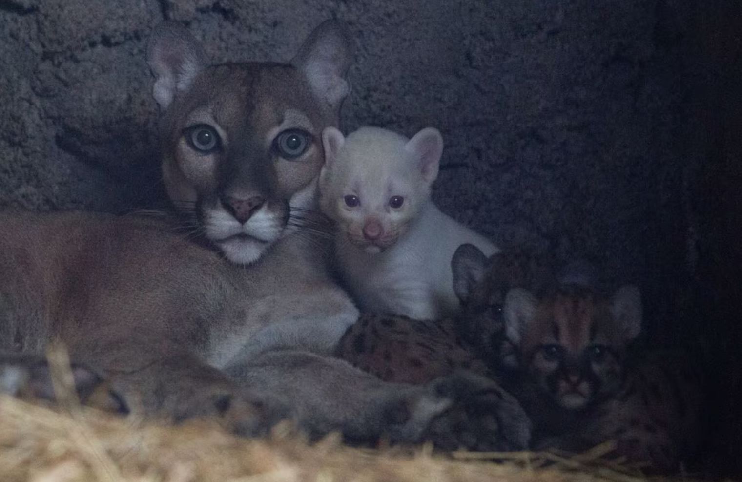 В зоопарке Никарагуа пума родила уникального детеныша: фото  — фото