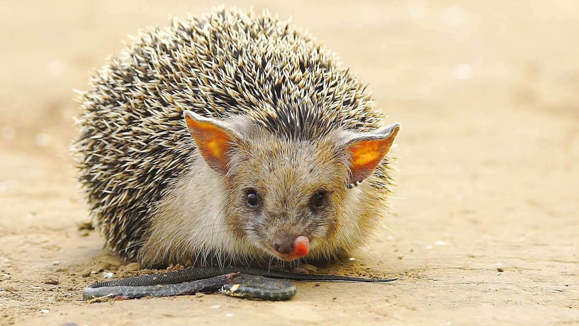 Ушастый еж фото. Еж Ушастый Hemiechinus auritus. Ушастый ёж в пустыне. Еж и Ушастый еж. Животные пустыни Ушастый еж.