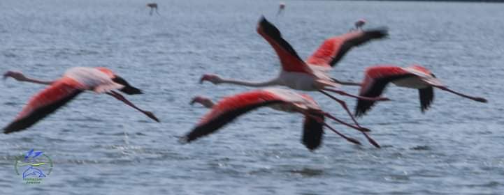 Удивительные розовые фламинго прилетели в Одесскую область: фото — фото