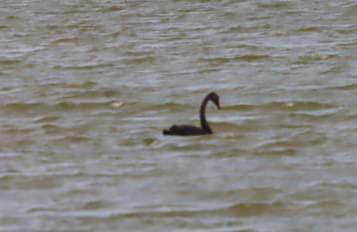В ”Тузловских лиманах” заметили черного лебедя - птица могла прилететь из Херсонской области — фото