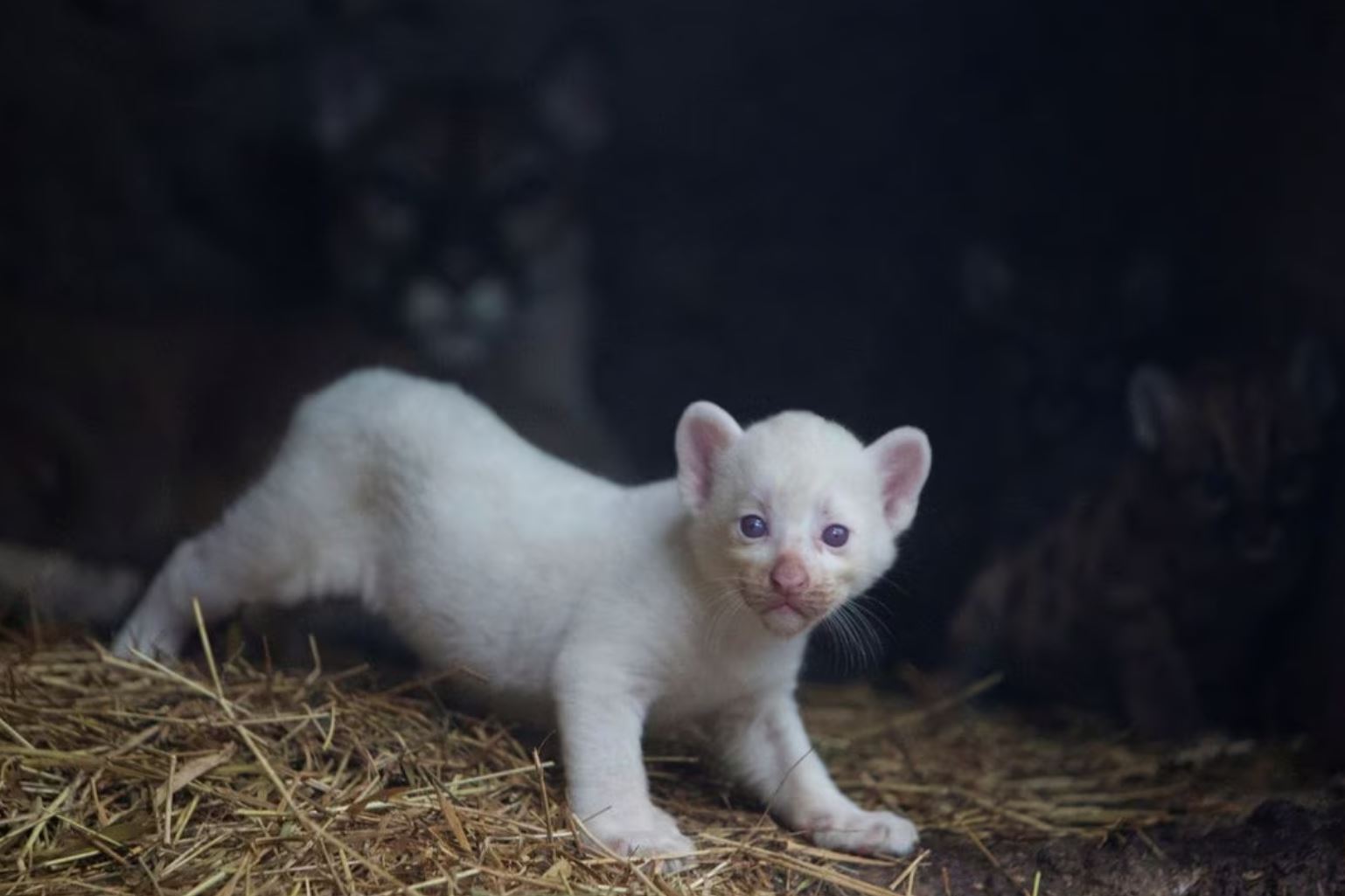 В зоопарке Никарагуа пума родила уникального детеныша: фото  — фото