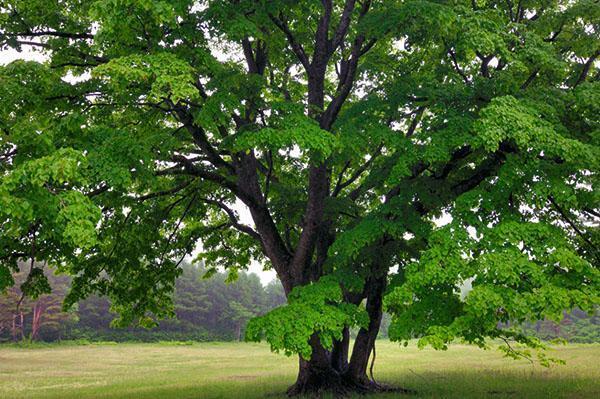 Ключевые различия между деревьями и растениями — фото
