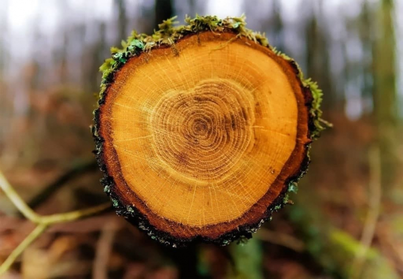 Годичные кольца деревьев: использование данных годичных колец для расчета связывания углерода — фото 2