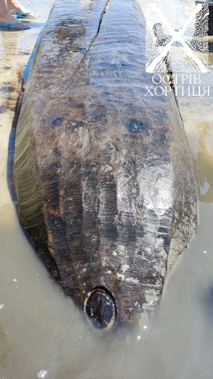 На Хортиці знайшли човен-однодеревку, якому може бути 500 років: фото, відео — фото