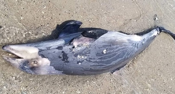 Через російську агресію на Одещині гинуть дельфіни — фото
