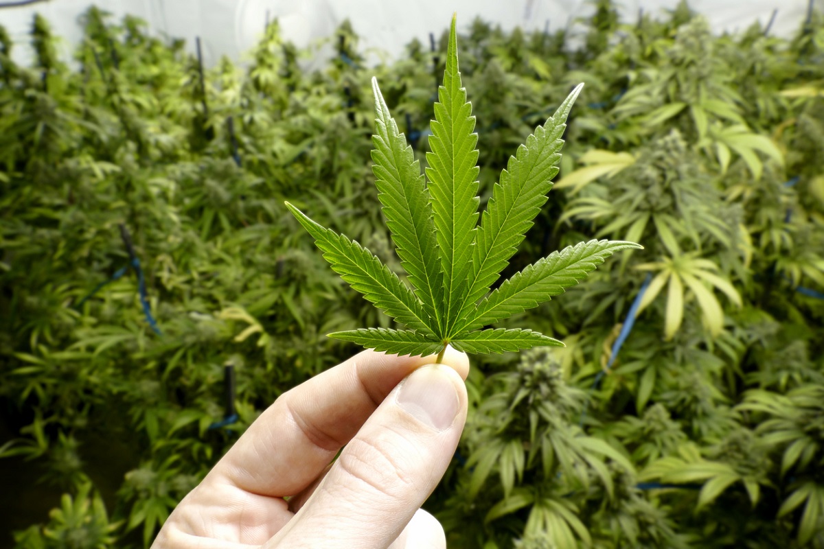 доводы за легализацию марихуаны