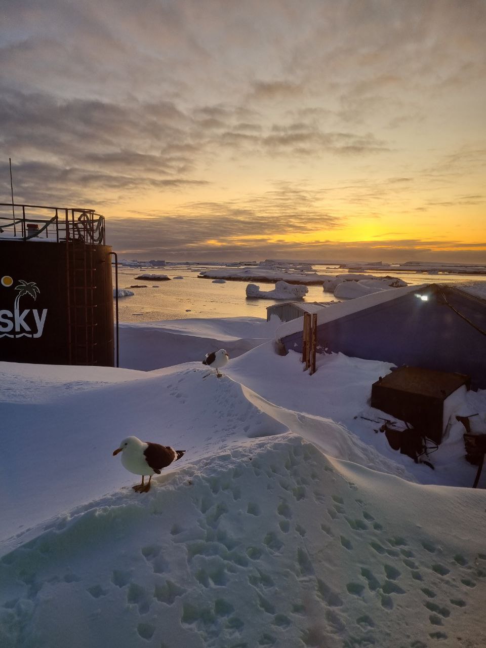 Ученые сообщили о рекордно теплой зиме в Антарктиде за 70 лет (фото) — фото 4