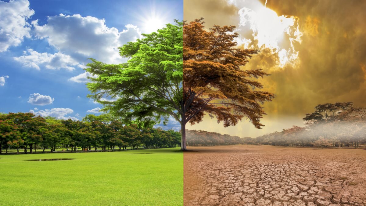 Влияние деревьев на глобальное изменение климата — фото