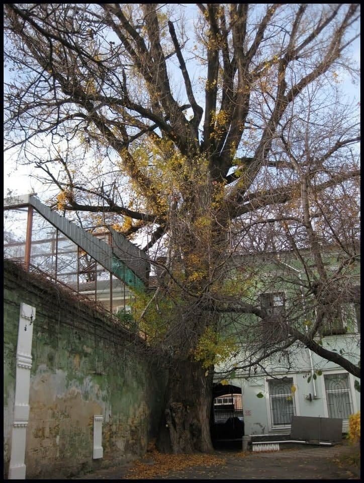 В Одесі комунальники зруйнували ботанічну пам'ятку (ФОТО) — фото 3