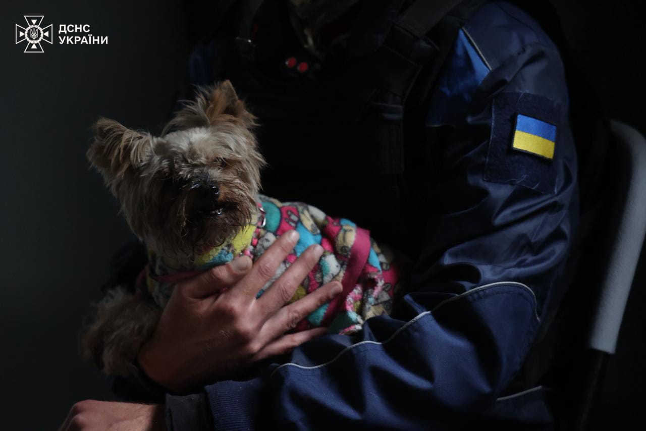 У Дніпрі з-під завалів житлового будинку врятували крихітного песика: кадри — фото 4