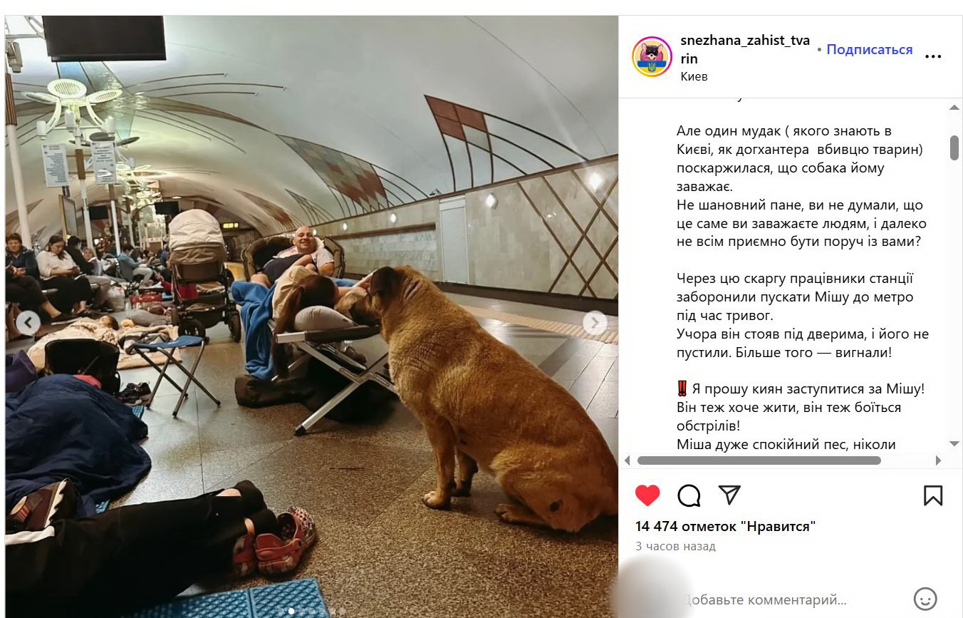 Київський метрополітен прогнав відомого пса Мішу, який ховався від обстрілів під землею — фото 2