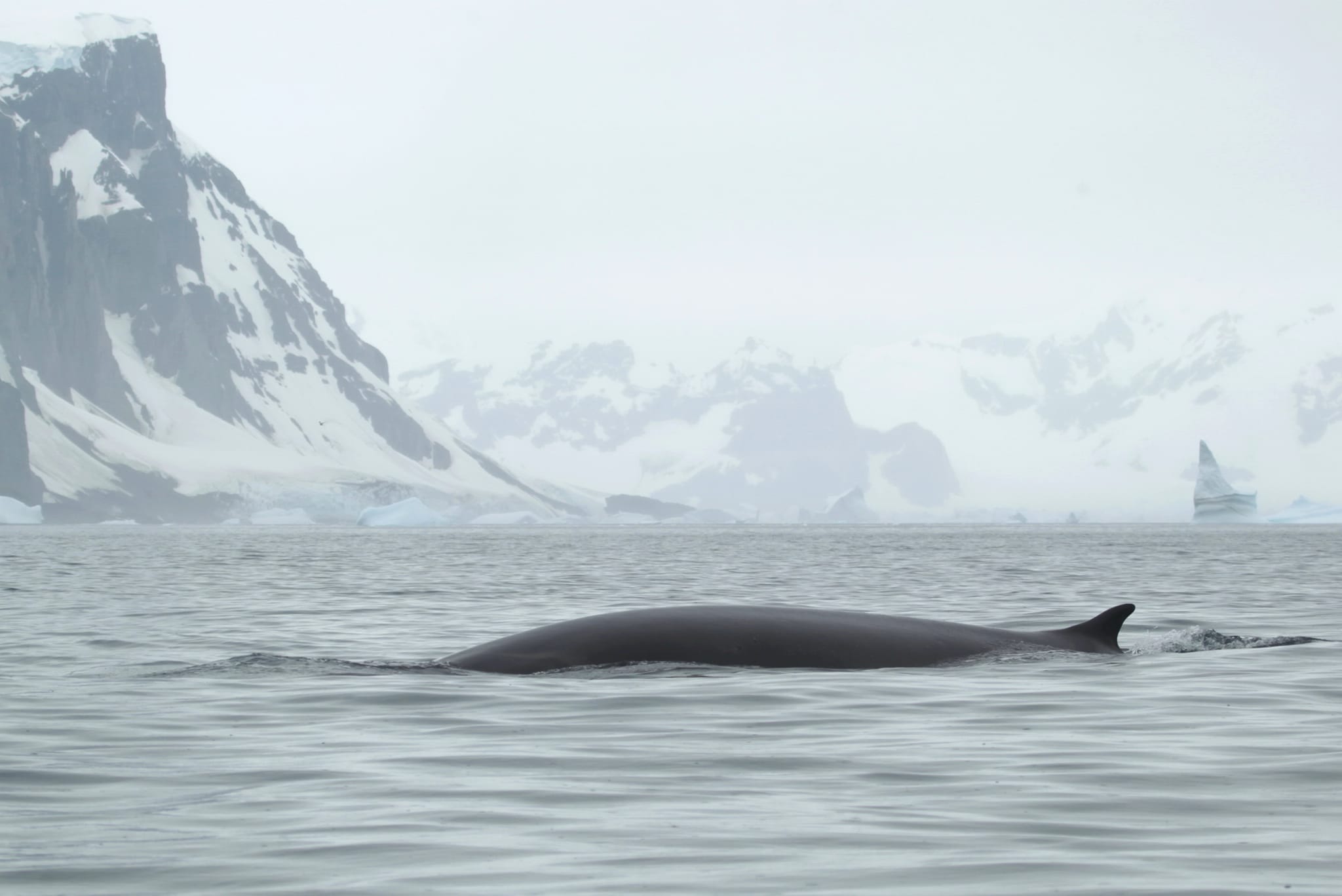 Українські полярники вперше сфотографували гігантського кита - фінвала — фото