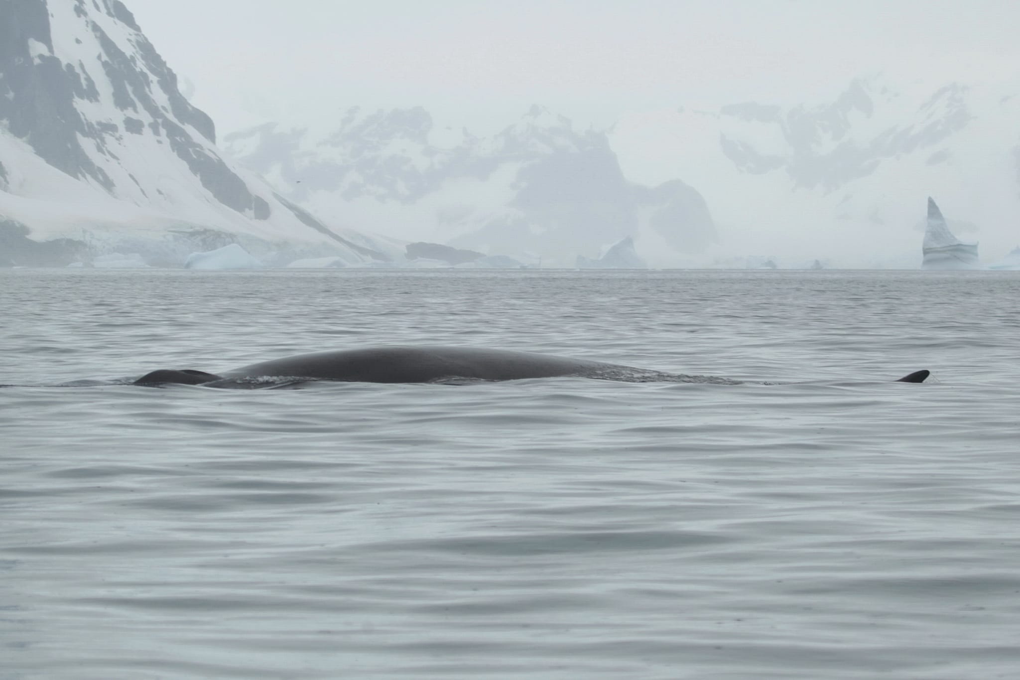 Украинские полярники впервые сфотографировали гигантского кита - финвала — фото