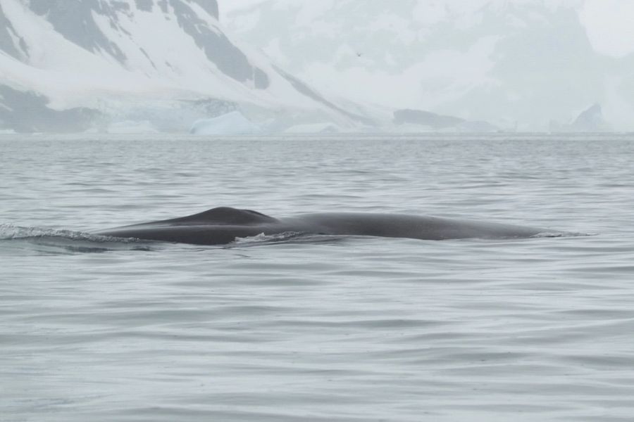 Українські полярники вперше сфотографували гігантського кита - фінвала — фото