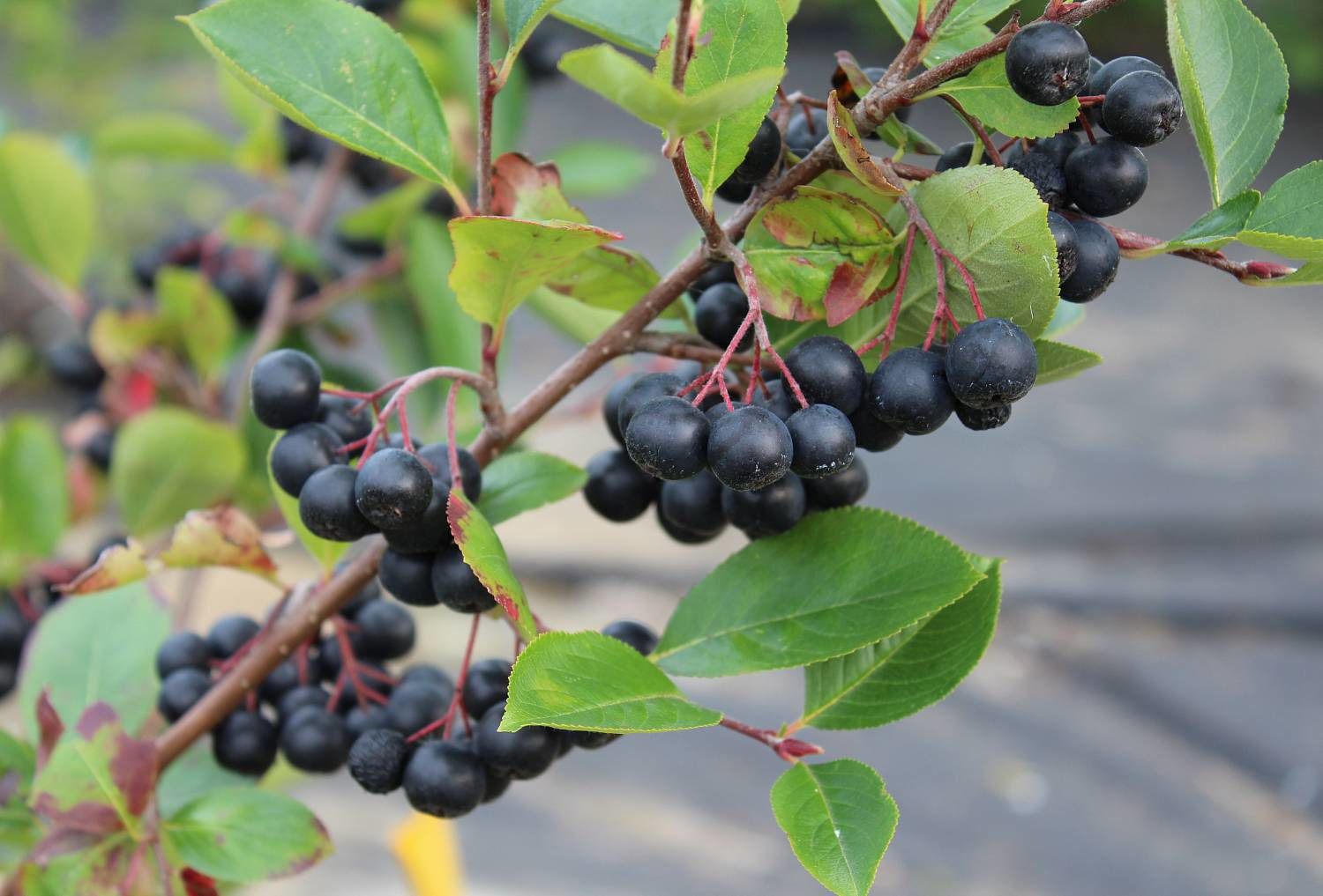 Черноплодная рябина — новости и информация про вид растений