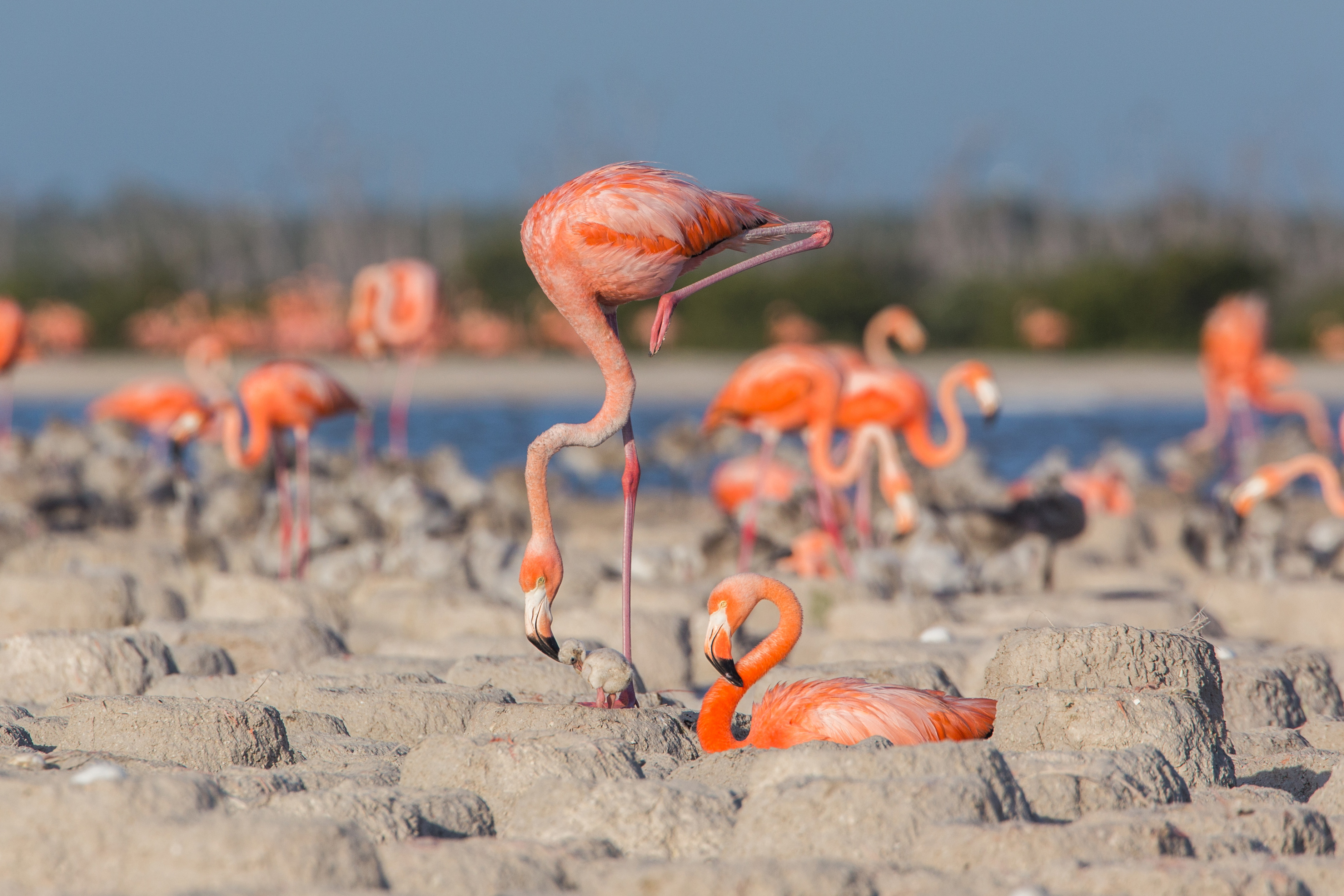 Фламинго — новости и информация про группу высоких и стройных водоплавающих птиц